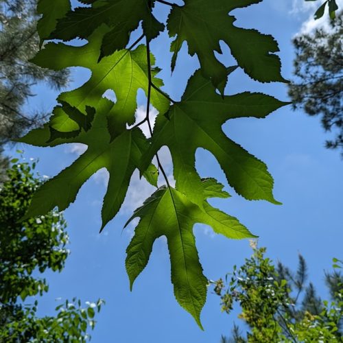 a close-up of some leaves