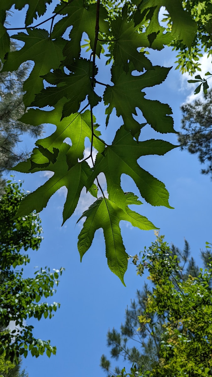 a close-up of some leaves