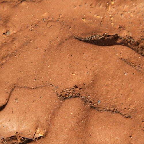 brown and black snake on brown sand